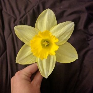 Meet your Posher, Donna